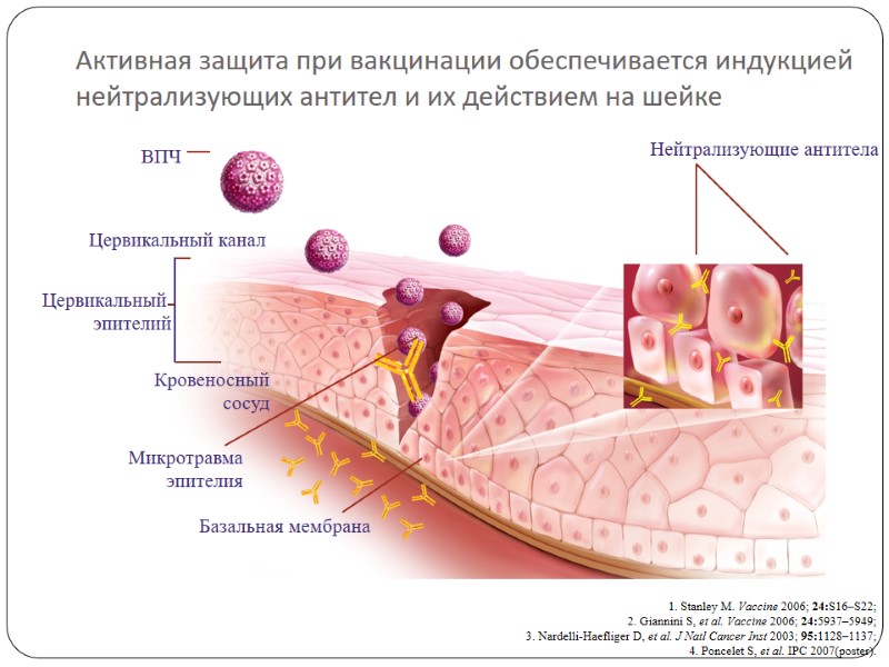 Активная защита при вакцинации обеспечивается индукцией нейтрализующих антител и их действием на шейке 